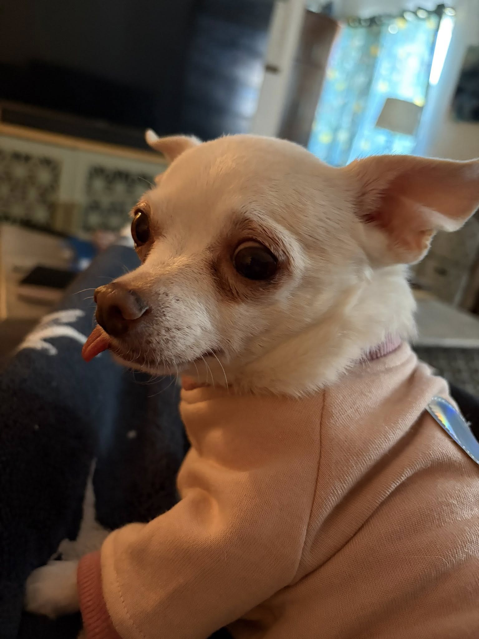 A dog saved me when I was 29 years-old. He’s 10 today.