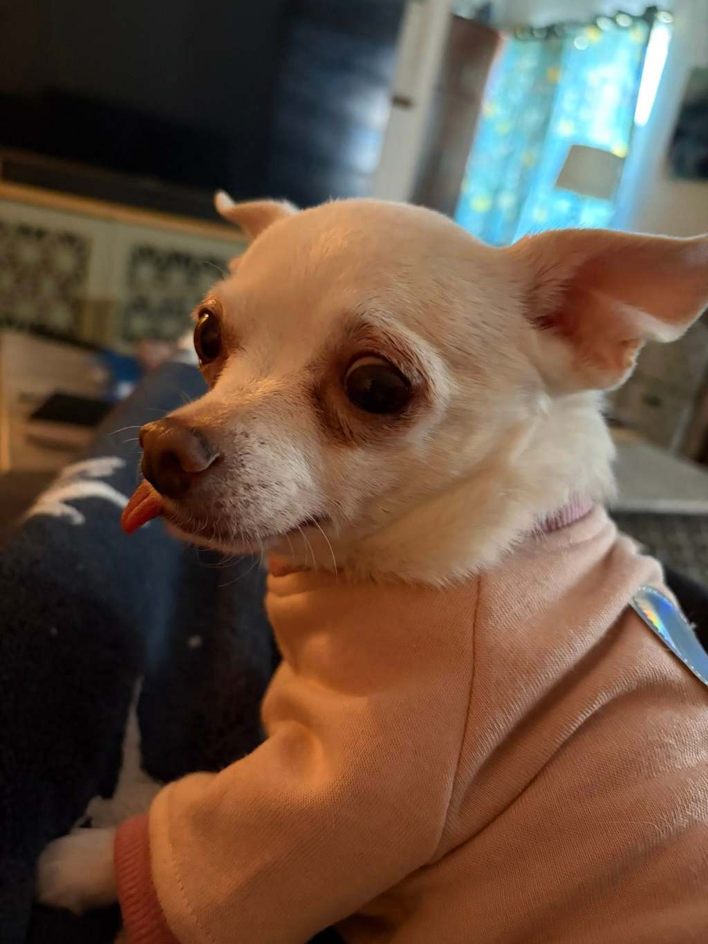A dog saved me when I was 29 years-old. He’s 10&nbsp;today.